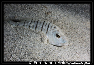 Fish hiding in the sand by Ferdinando Meli 